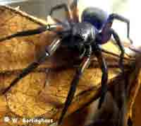 Gnaphosa lucifuga
