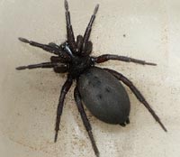 Gnaphosa lugubris