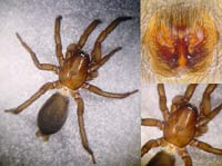Gnaphosa lugubris