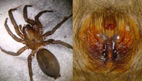 Gnaphosa lugubris