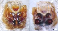 Gnaphosa lugubris