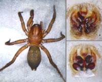Gnaphosa lugubris