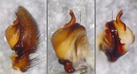 Gnaphosa lugubris