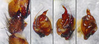 Gnaphosa lugubris