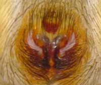 Gnaphosa lugubris
