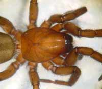 Gnaphosa lugubris