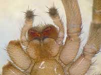Gnaphosa lugubris