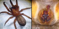 Gnaphosa lugubris
