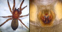 Gnaphosa lugubris