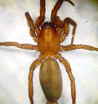 Gnaphosa lugubris