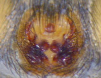 Gnaphosa opaca