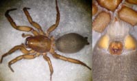 Gnaphosa opaca