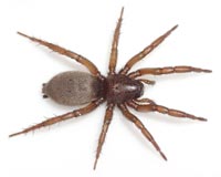 Gnaphosa opaca