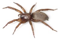 Gnaphosa opaca