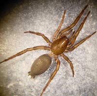 Gnaphosa opaca