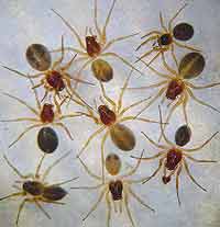 Gnathonarium dentatum
