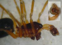 Gnathonarium dentatum
