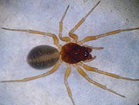 Gnathonarium dentatum