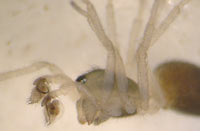 Gnathonarium dentatum