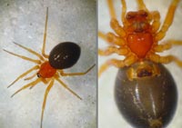 Gonatium hilare
