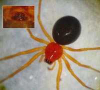Gonatium hilare