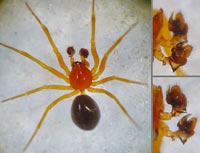 Gonatium hilare