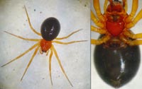 Gonatium hilare