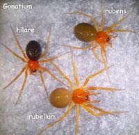 Gonatium hilare vs. rubens vs. rubellum