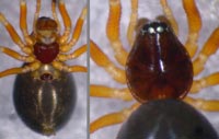 Gonatium paradoxum