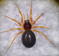 Gonatium paradoxum