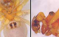 Gonatium rubellum