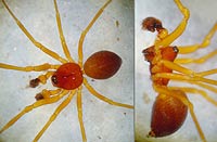 Gonatium rubellum