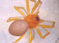 Gonatium rubellum