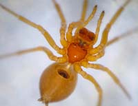 Gonatium rubellum