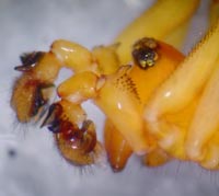 Gonatium rubellum