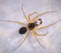 Gongylidium rufipes