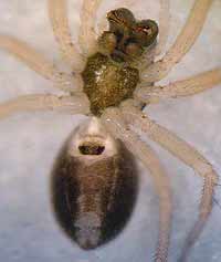 Gongylidium rufipes
