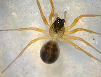 Gongylidium rufipes