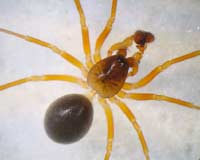 Gongylidium rufipes