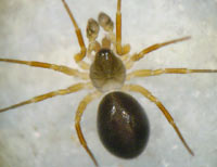 Gongylidium rufipes