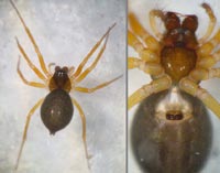 Gongylidium rufipes