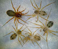 Gongylidium rufipes