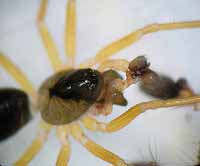 Gongylidium rufipes