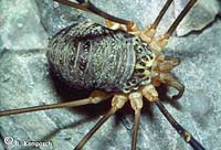 Gyas annulatus