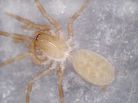 Hahnia helveola