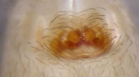 Hahnia helveola