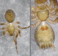 Hahnia montana