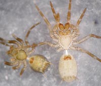 Hahnia montana versus helveola