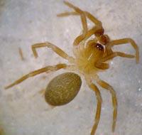 Hahnia pusilla