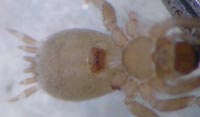Hahnia pusilla